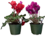 A pair of freshly potted plants.